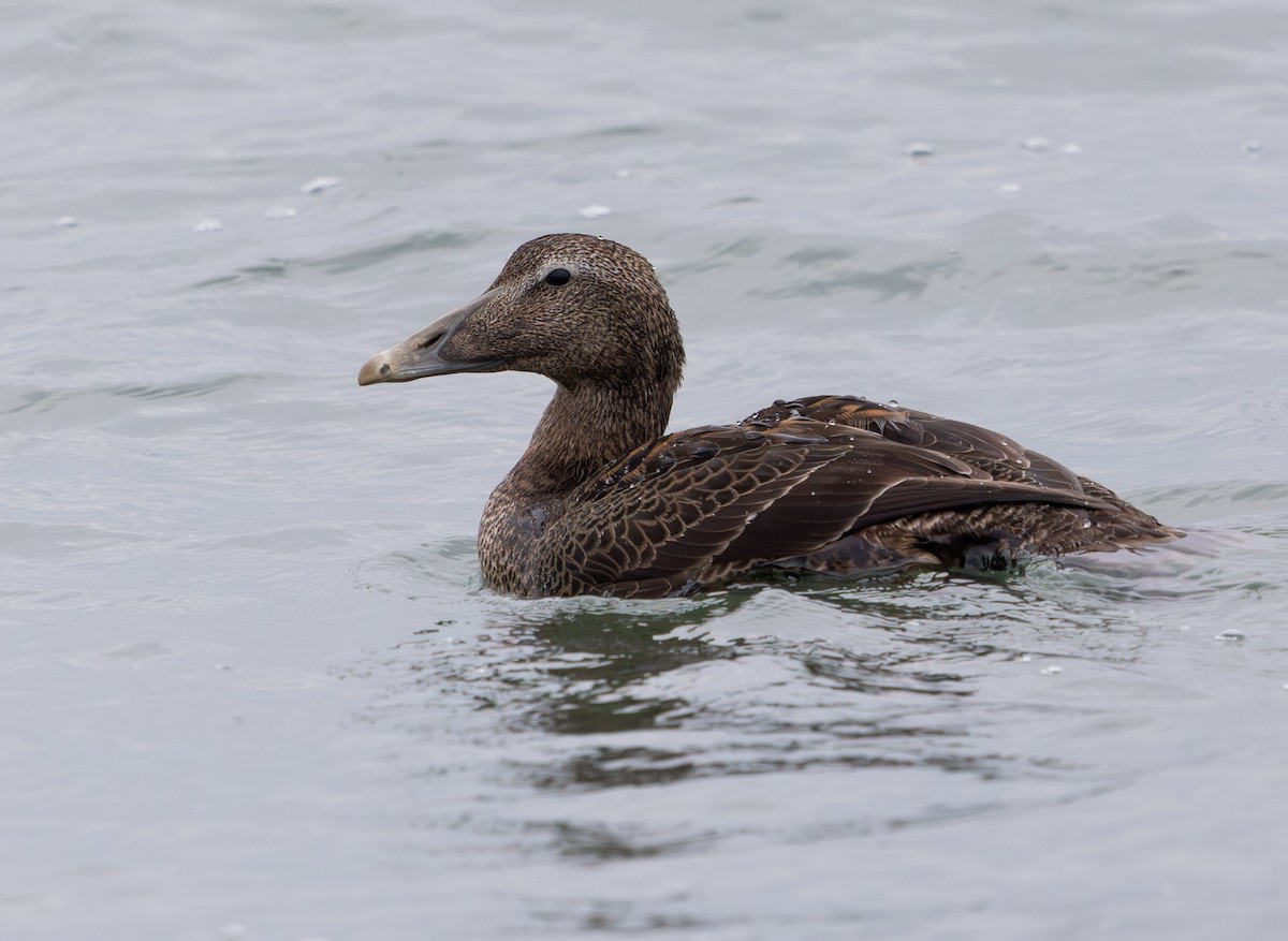 kajka mořská - ML644660683