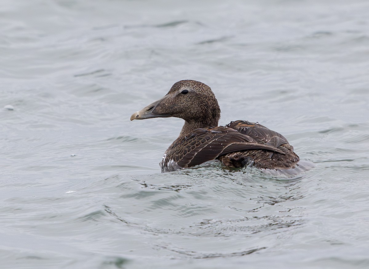 kajka mořská - ML644660684