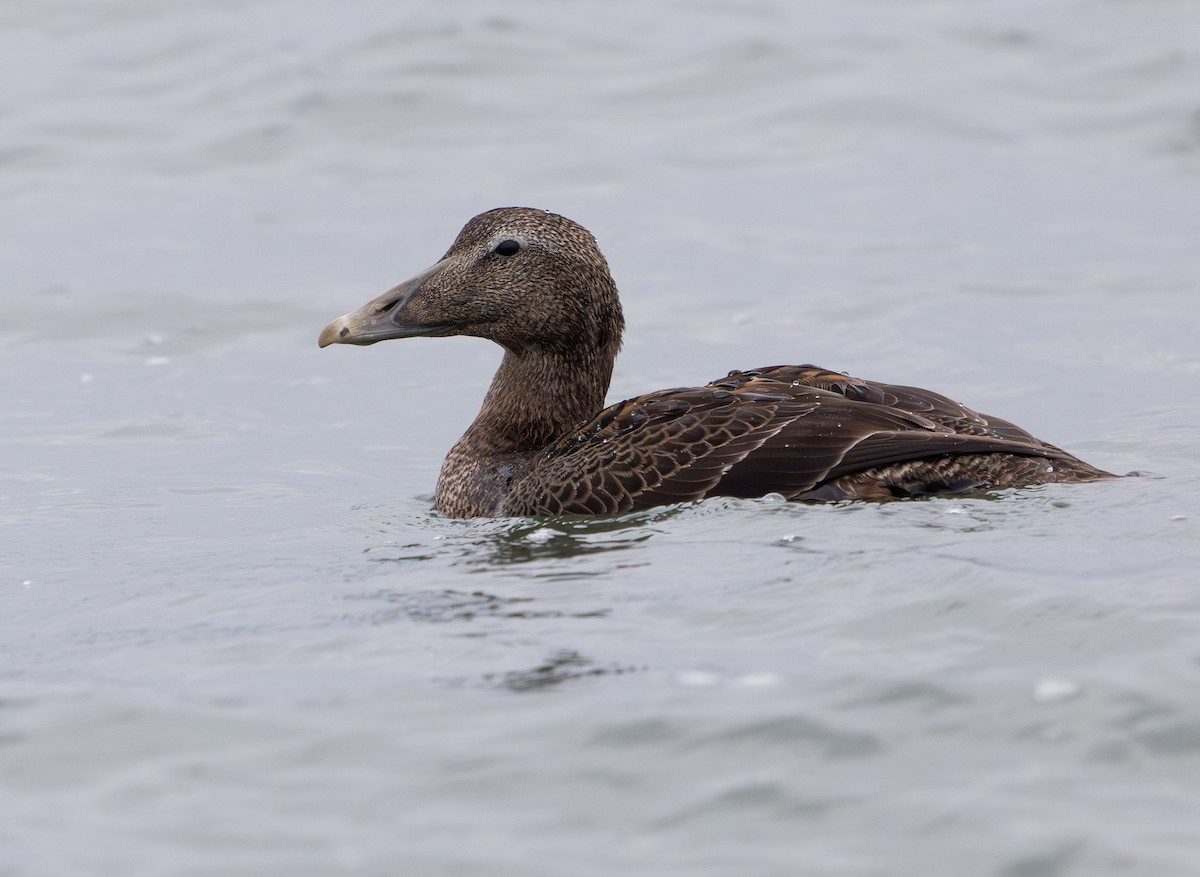 kajka mořská - ML644660685