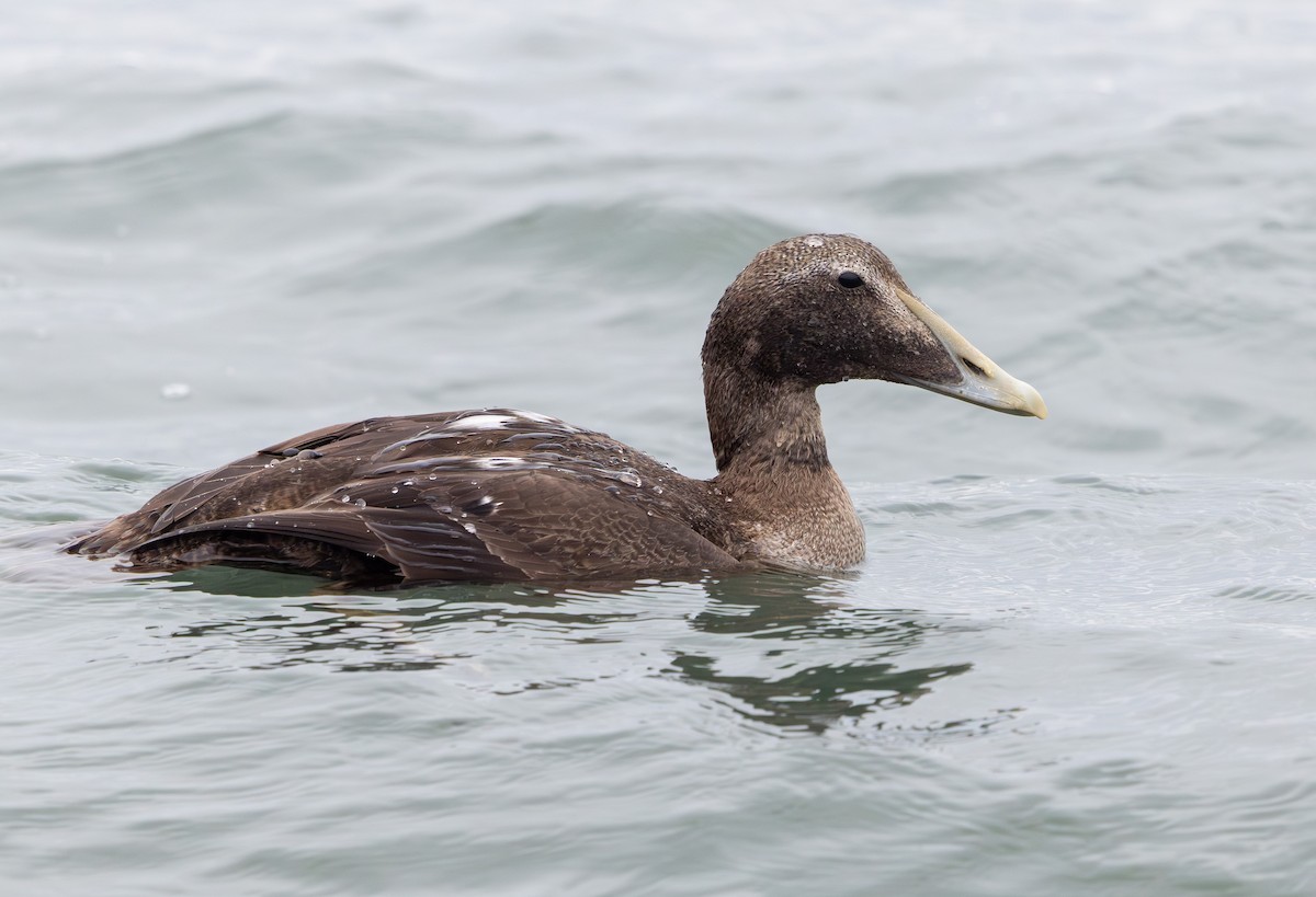 kajka mořská - ML644660686