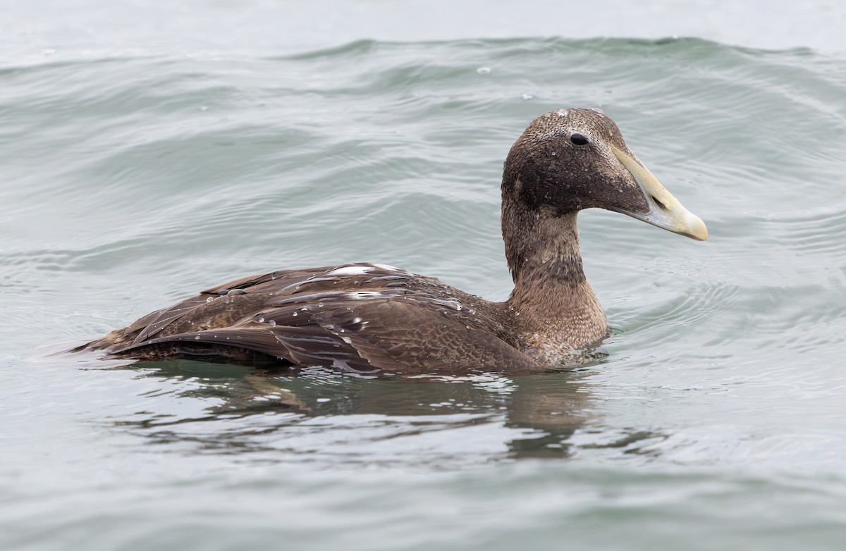 kajka mořská - ML644660687