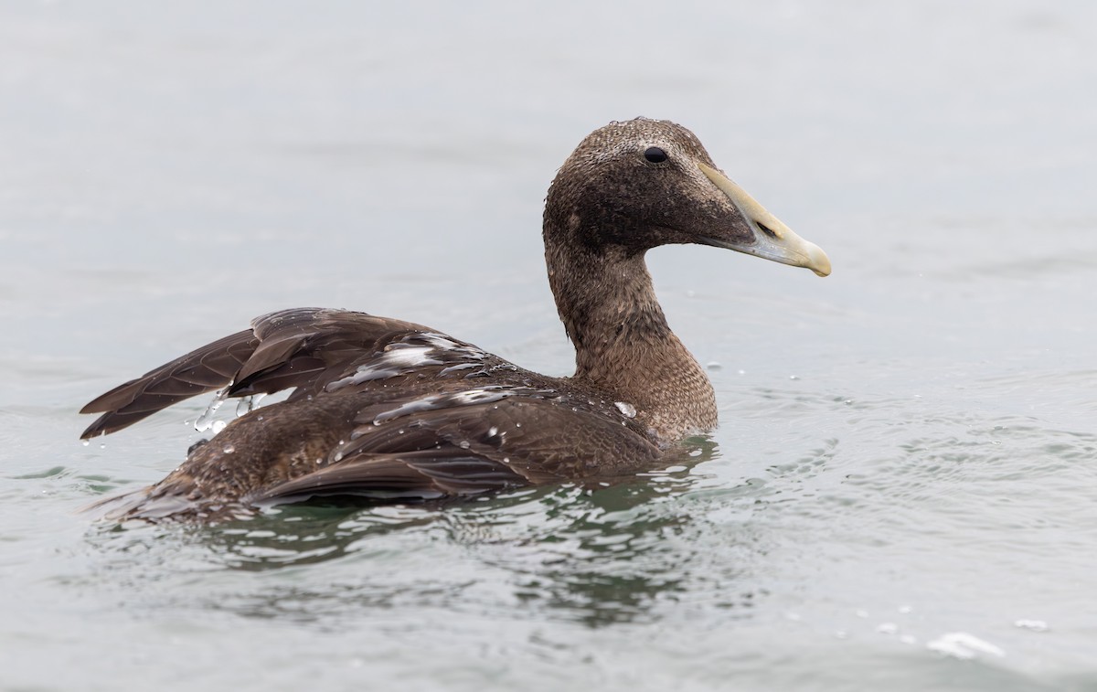 kajka mořská - ML644660688