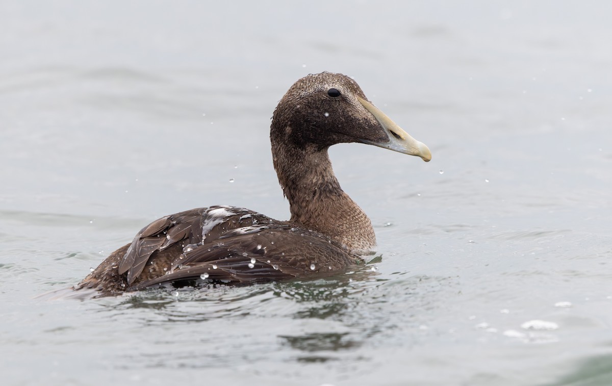 kajka mořská - ML644660689