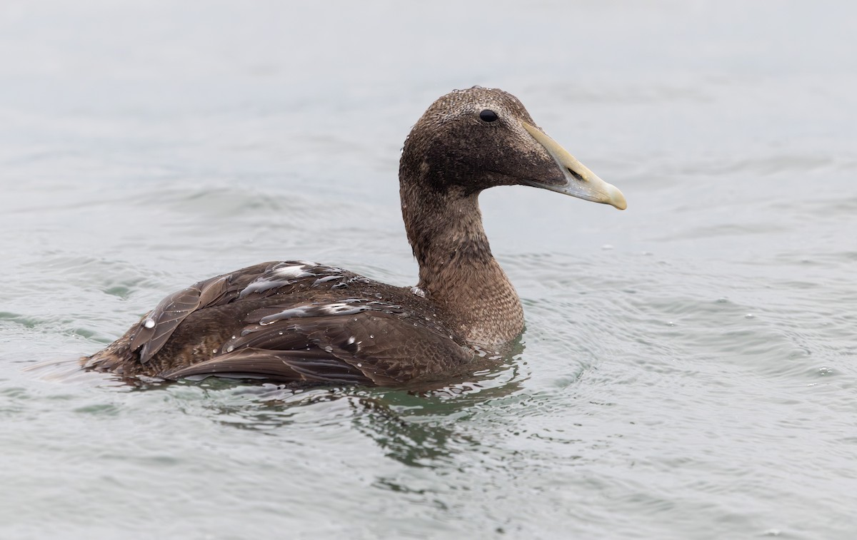 kajka mořská - ML644660690