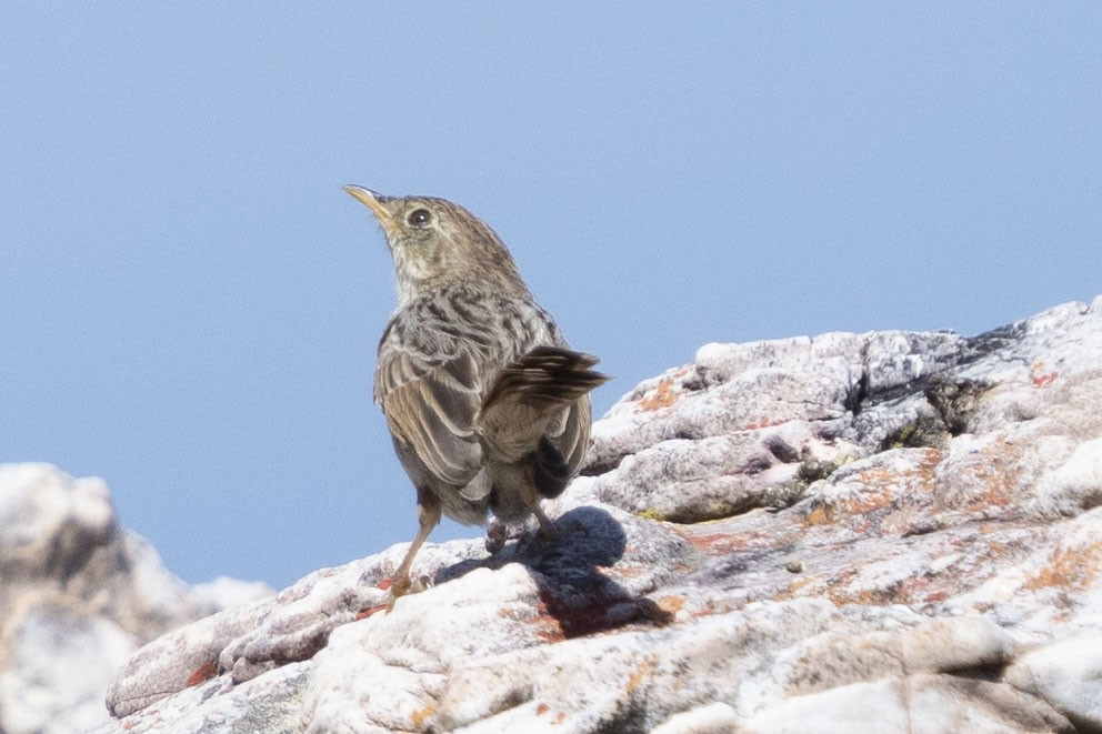 Gray-backed Cisticola (Red-headed) - ML644660695
