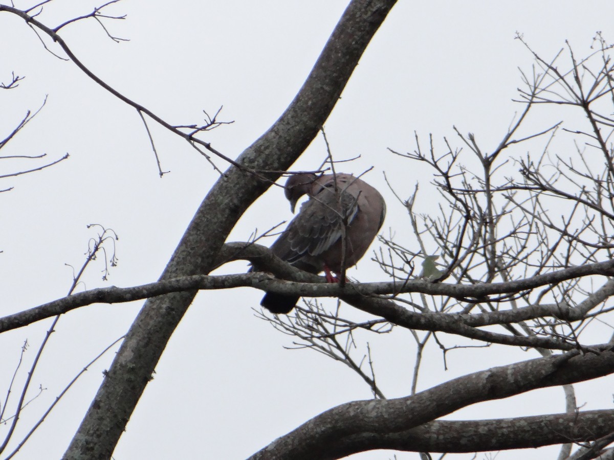 Темнохвостый голубь - ML644660696