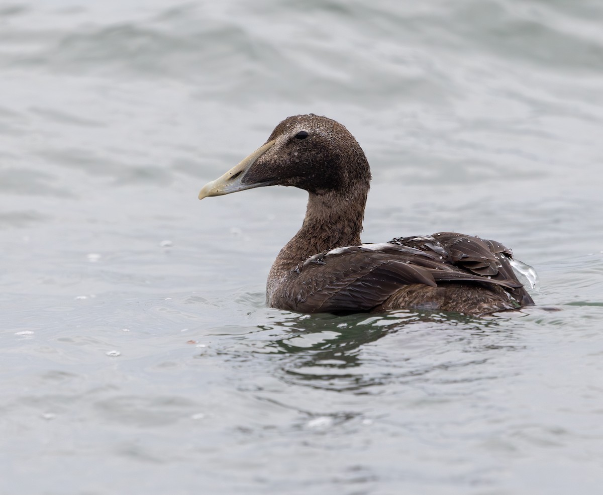 kajka mořská - ML644660697