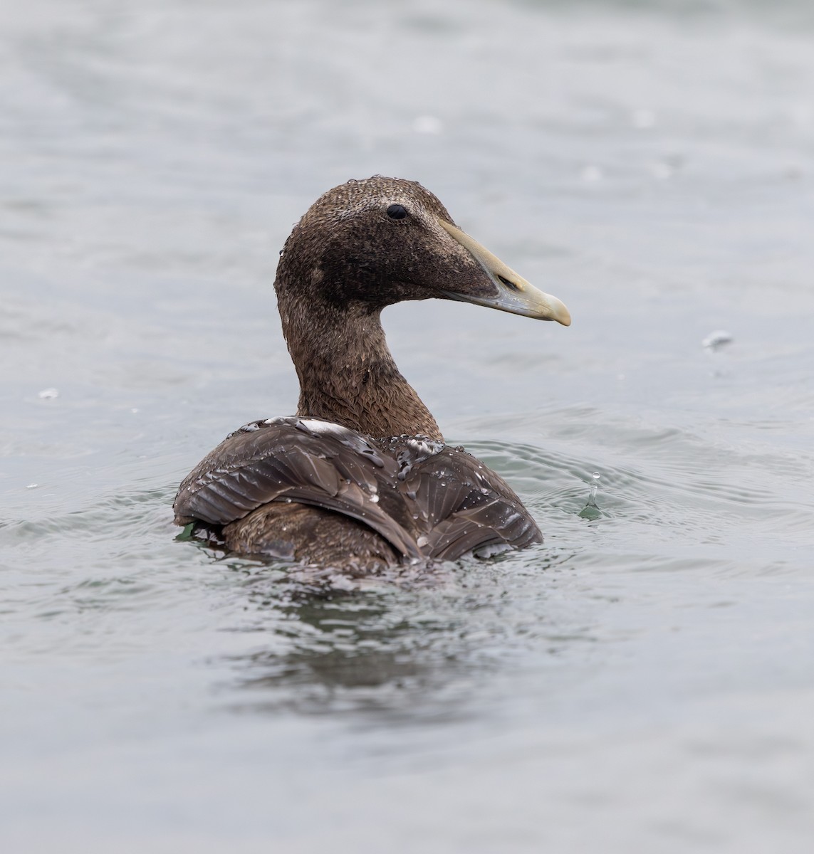 kajka mořská - ML644660698