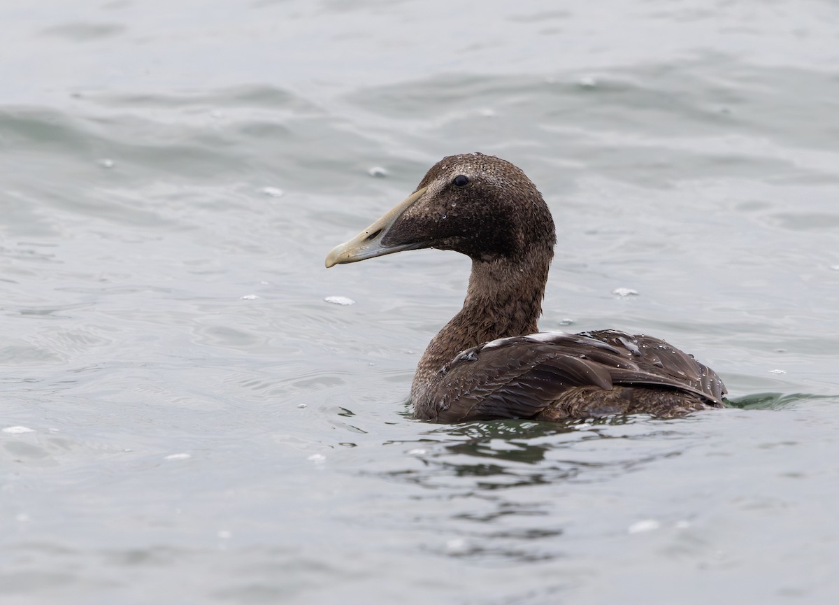 kajka mořská - ML644660699