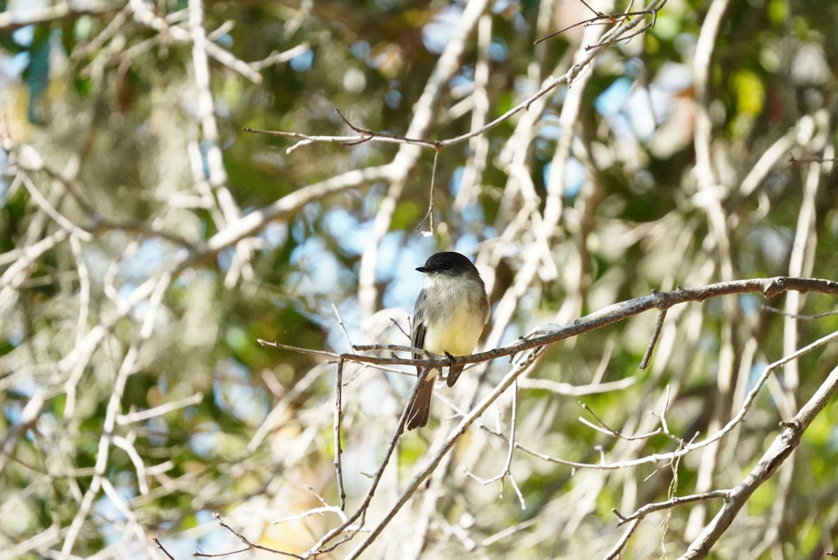 Eastern Phoebe - ML644660700