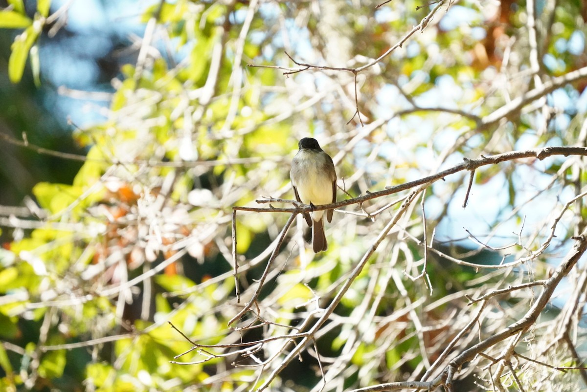 Eastern Phoebe - ML644660701