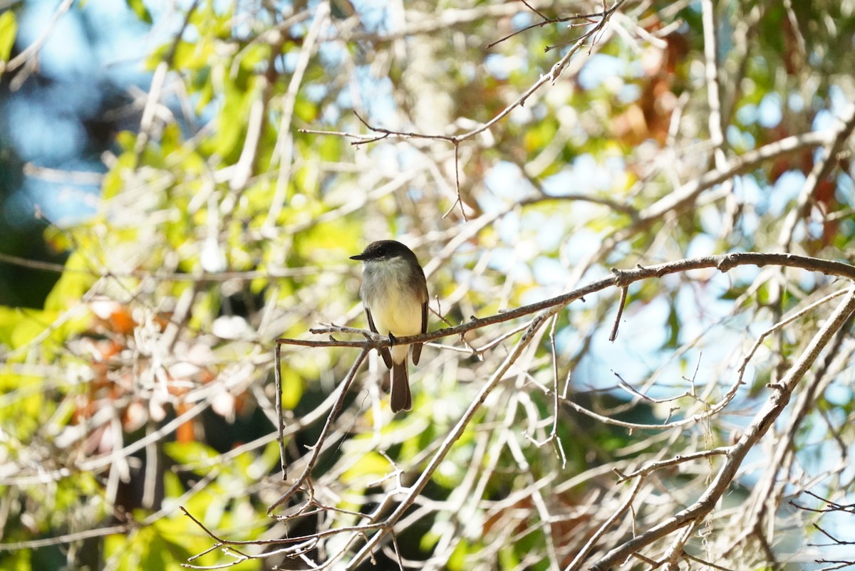 Eastern Phoebe - ML644660702