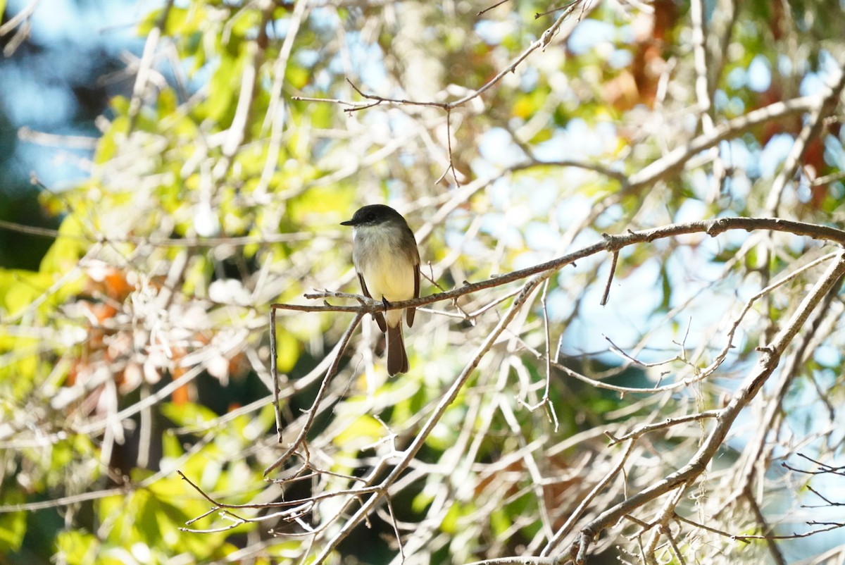 Eastern Phoebe - ML644660703