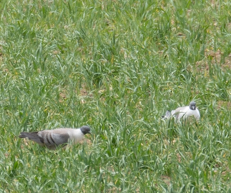 Paloma Nival - ML644660709