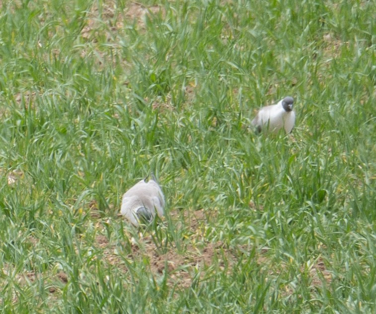 Paloma Nival - ML644660710