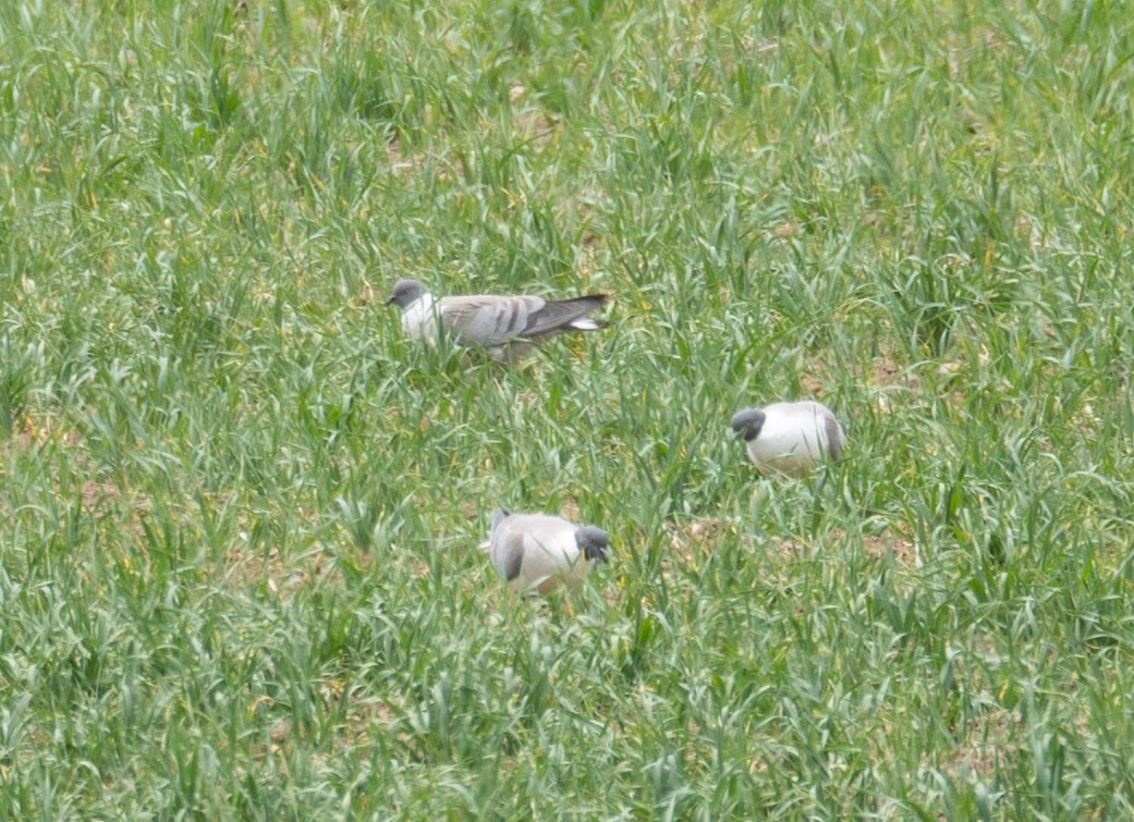 Paloma Nival - ML644660712