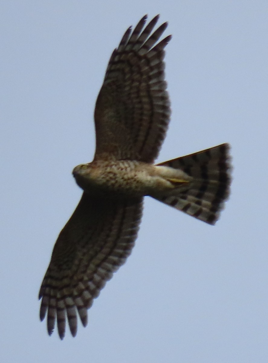 Atmaca - ML644660720