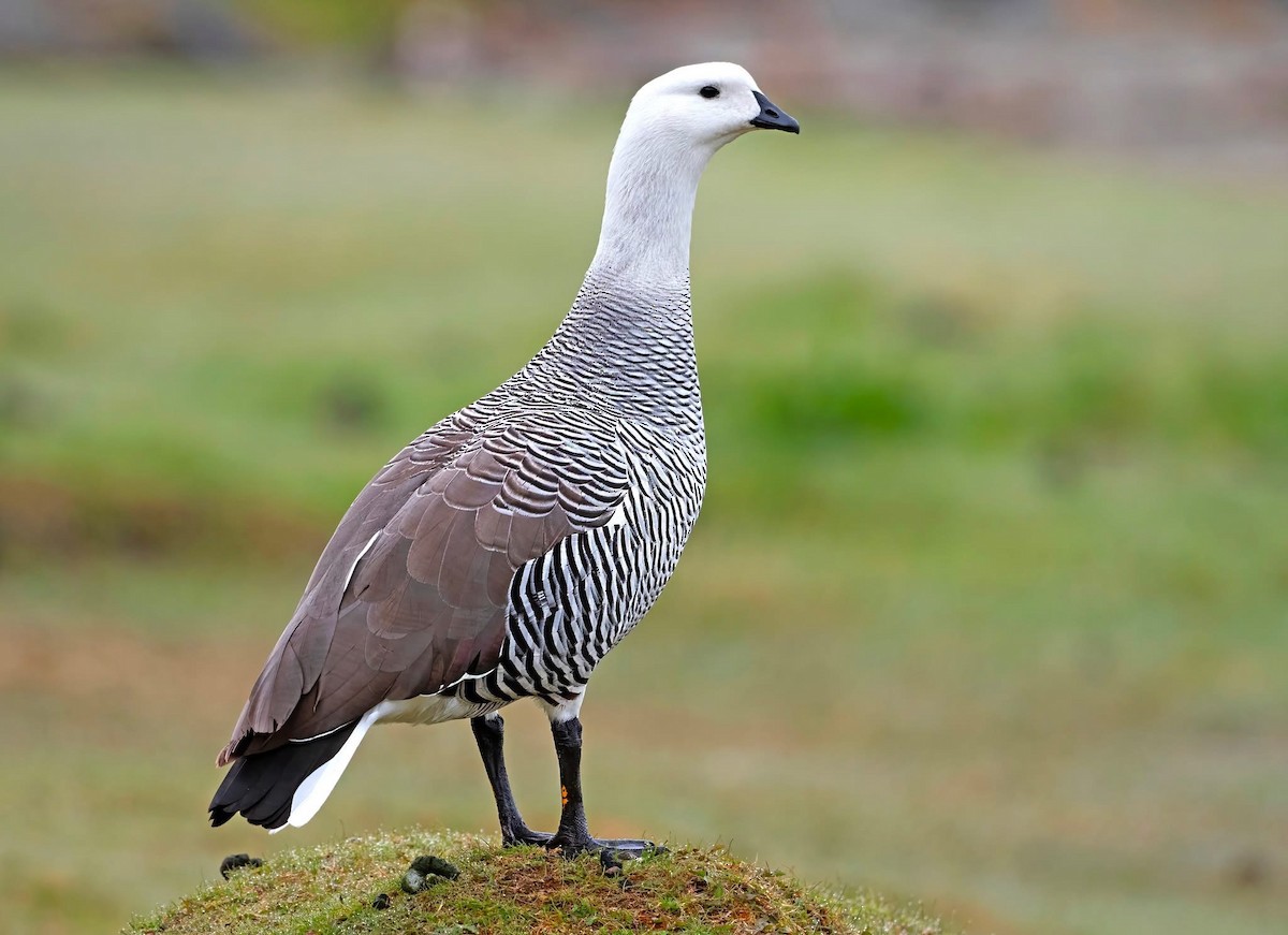 Upland Goose (Bar-breasted) - ML644660723