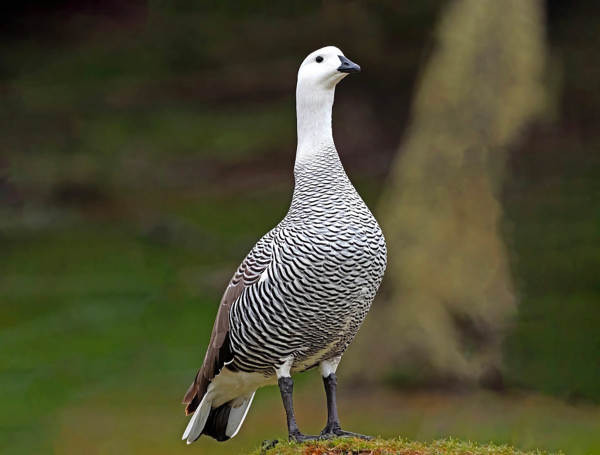 Upland Goose (Bar-breasted) - ML644660724