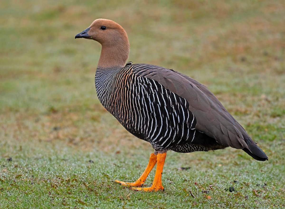 Upland Goose (Bar-breasted) - ML644660725