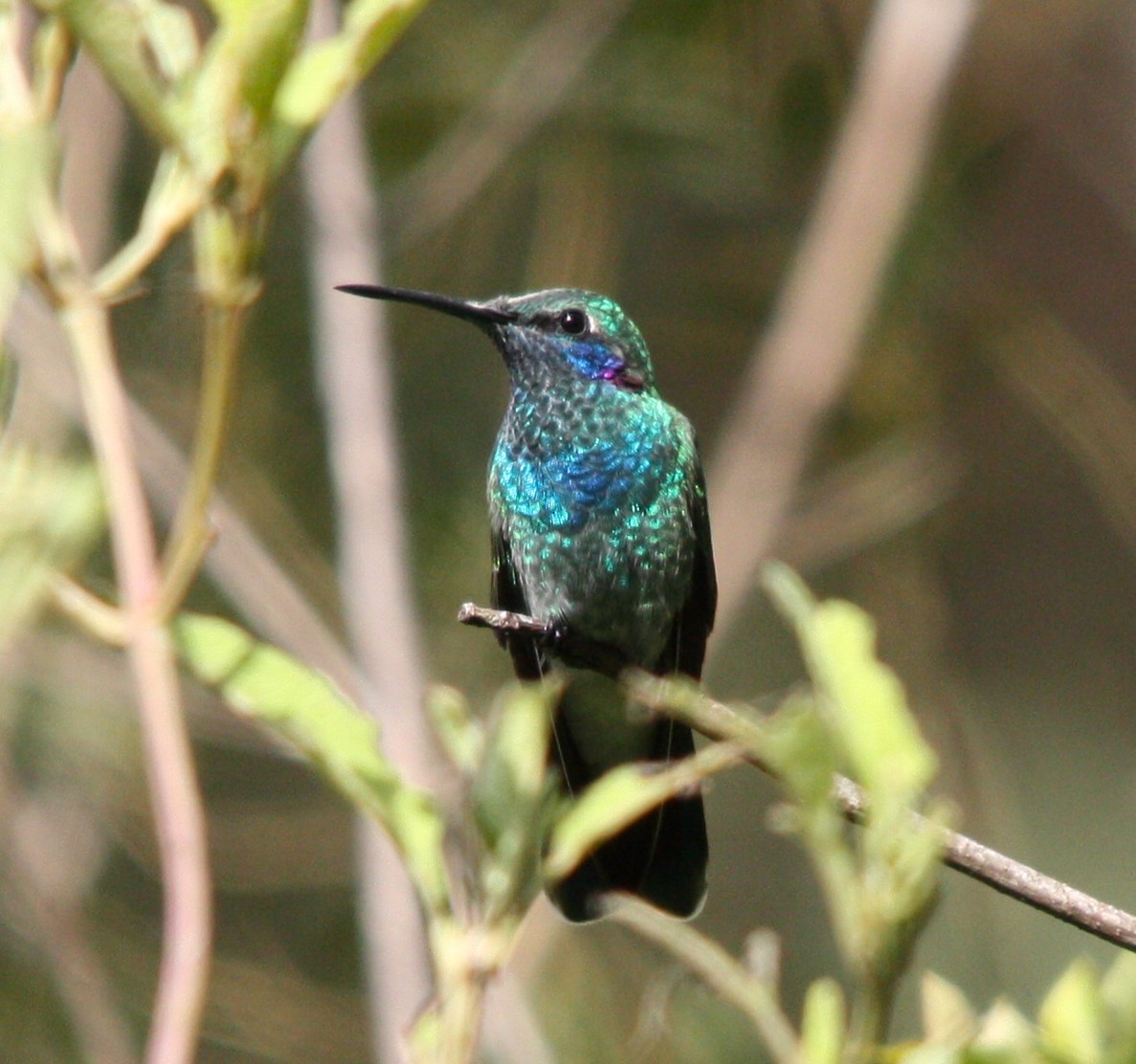 シロハラハチドリ - ML644660726