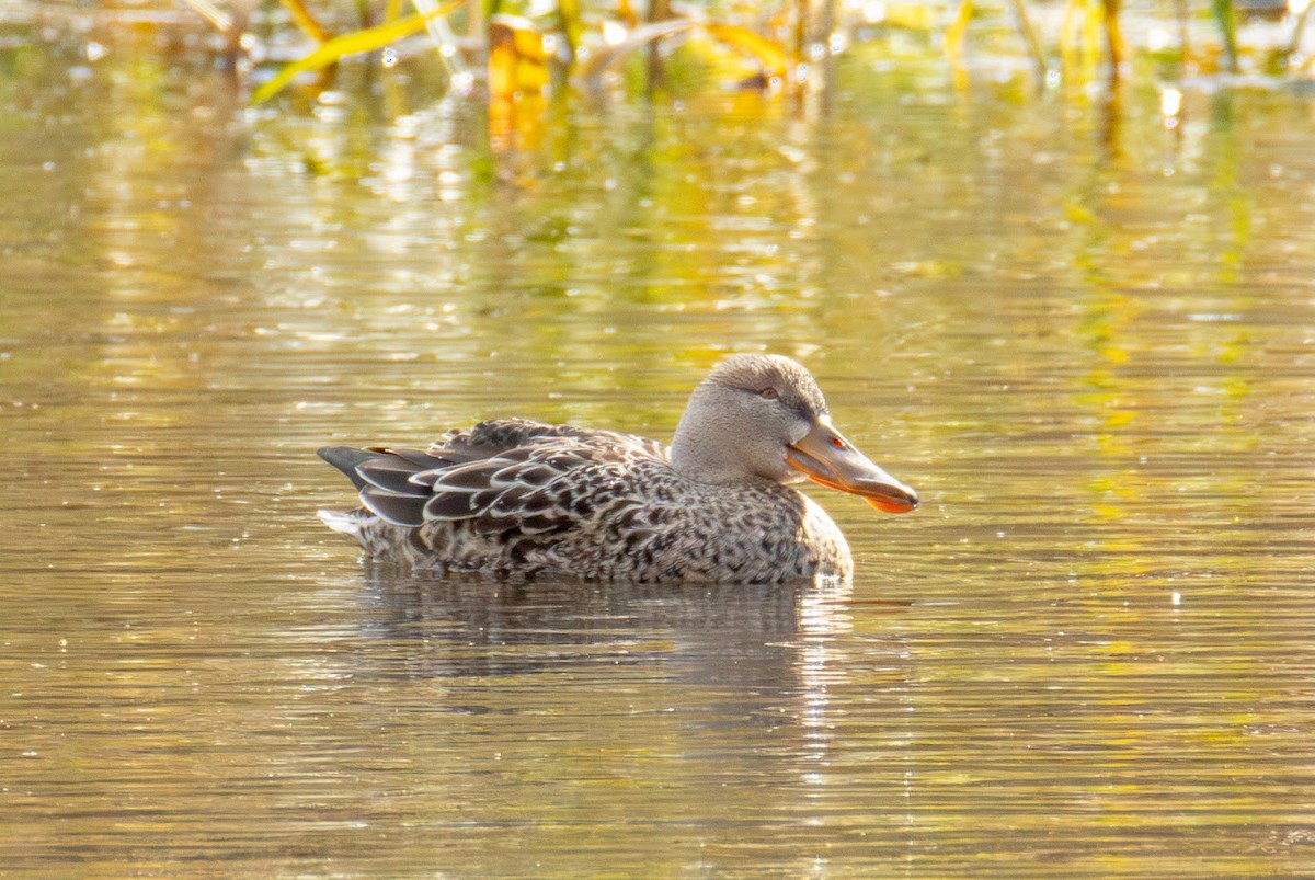 Широконіска північна - ML644660730