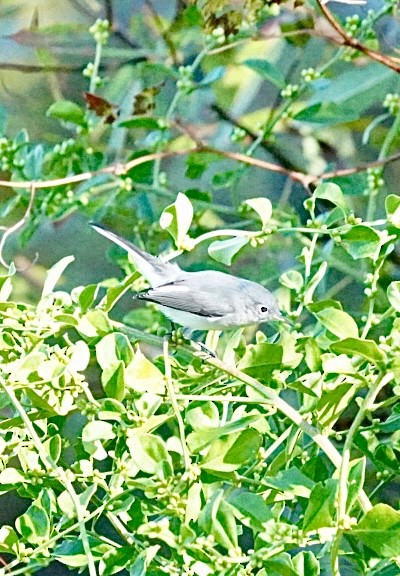 Blue-gray Gnatcatcher - ML644660734