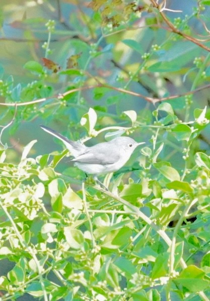 Blue-gray Gnatcatcher - ML644660735