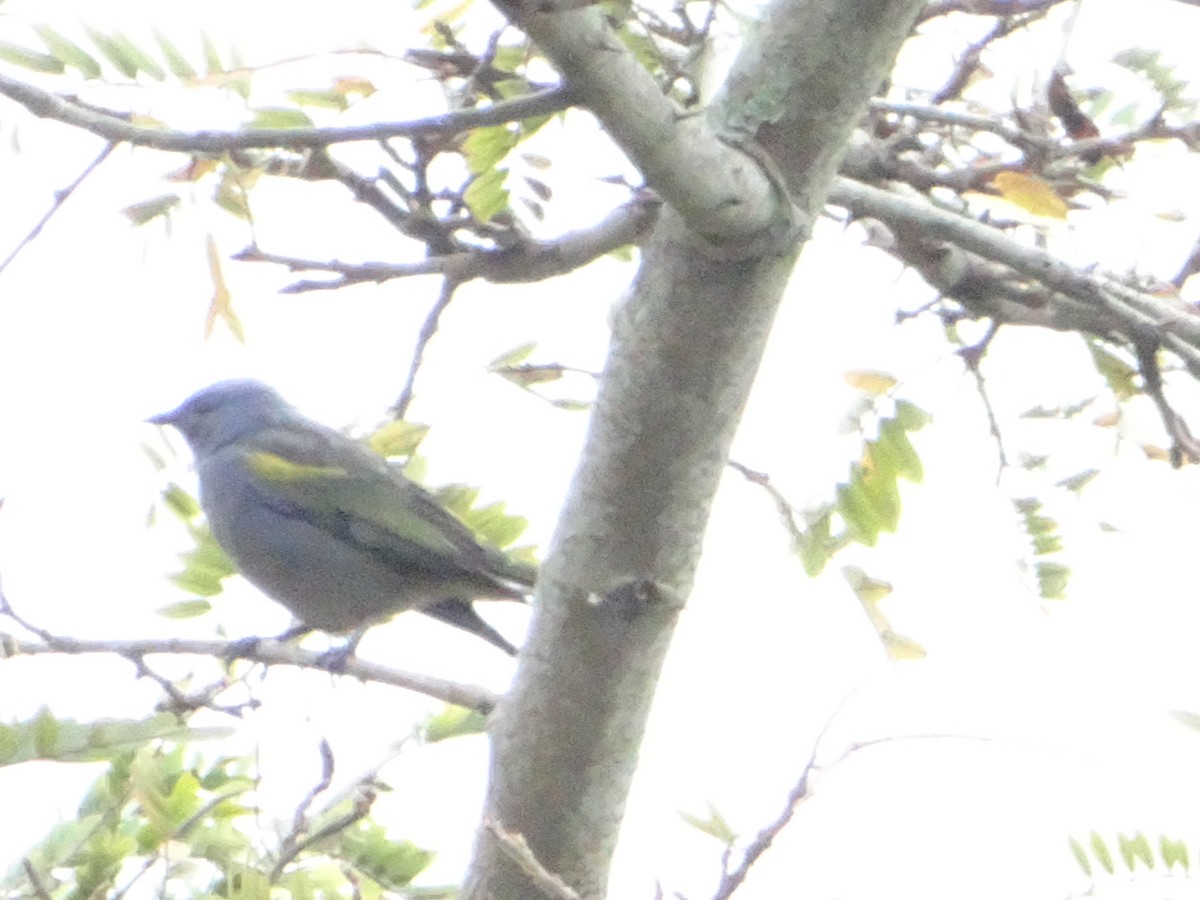 Golden-chevroned Tanager - ML644660740