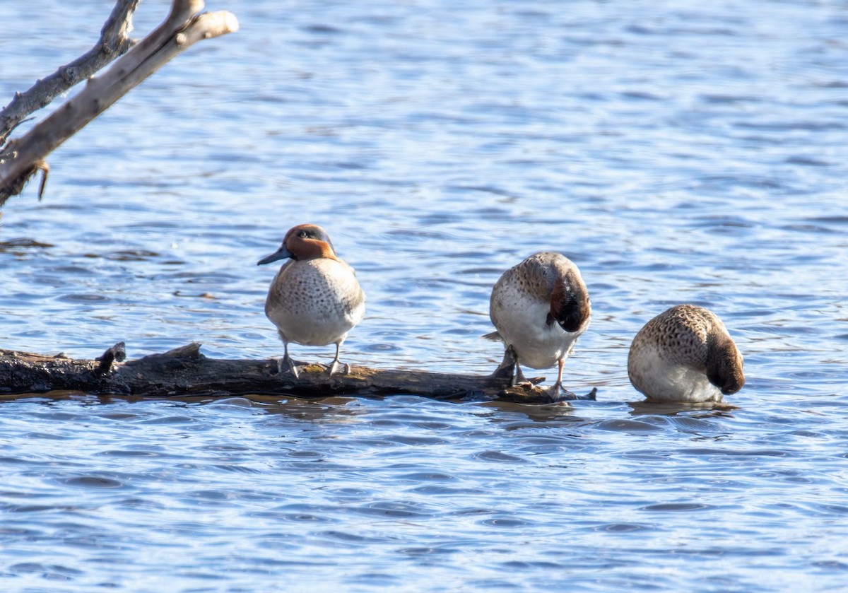 krikkand - ML644660762