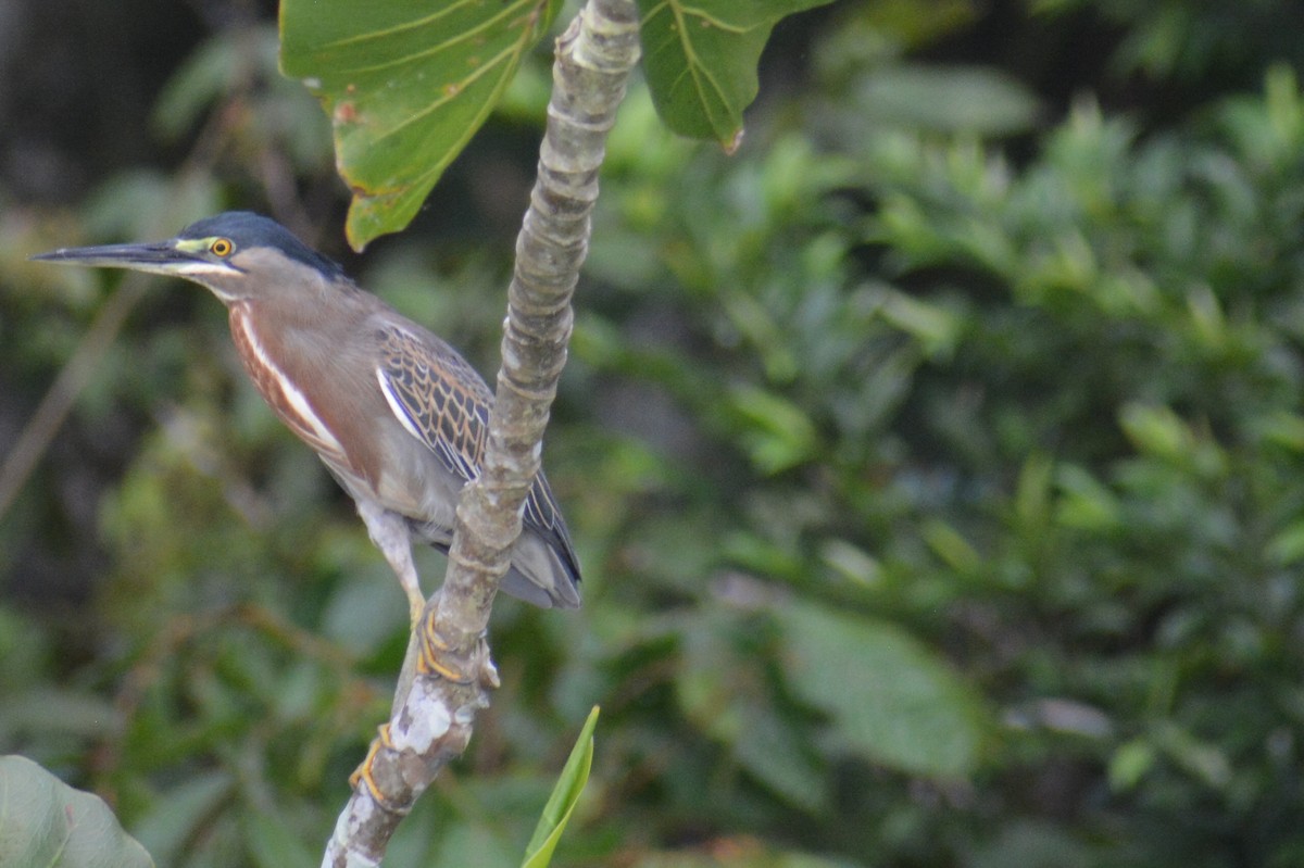 Striated Heron - ML644660766