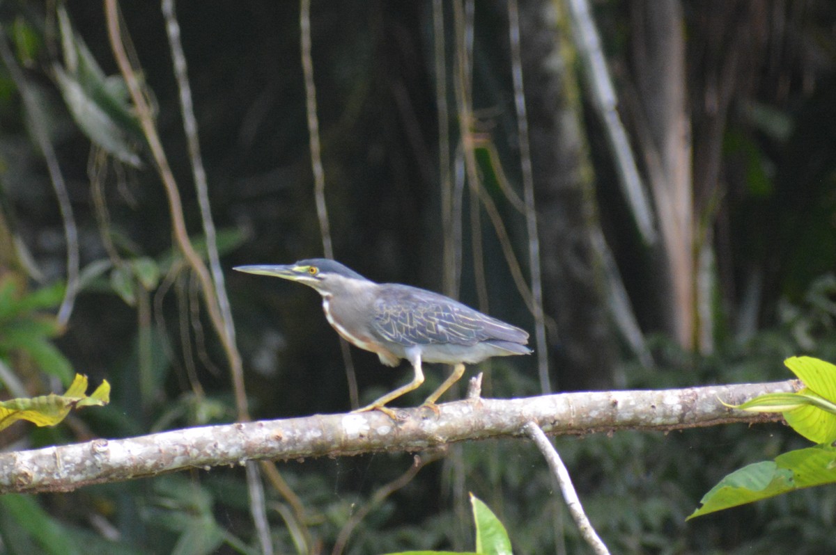 Striated Heron - ML644660767
