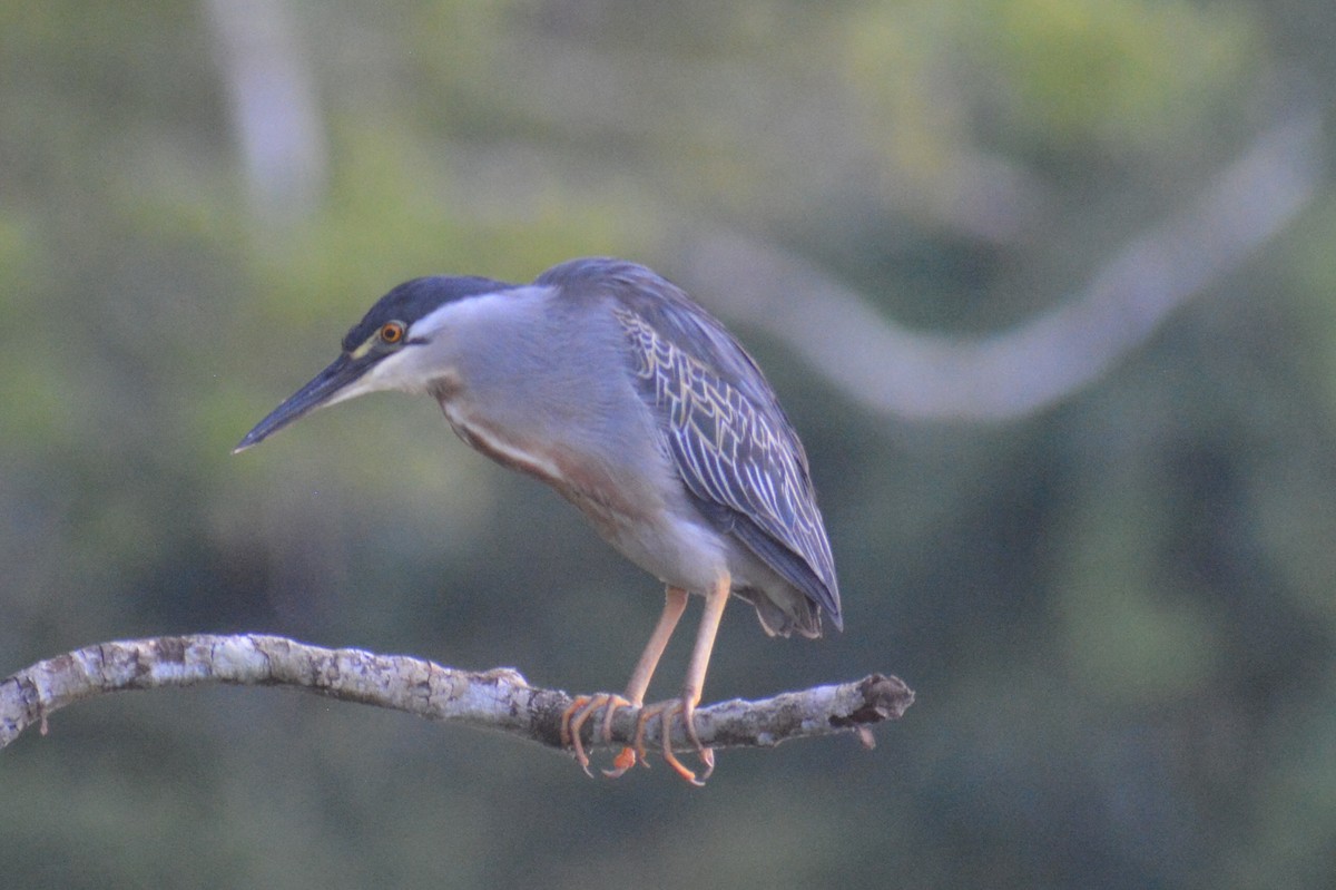 Striated Heron - ML644660768