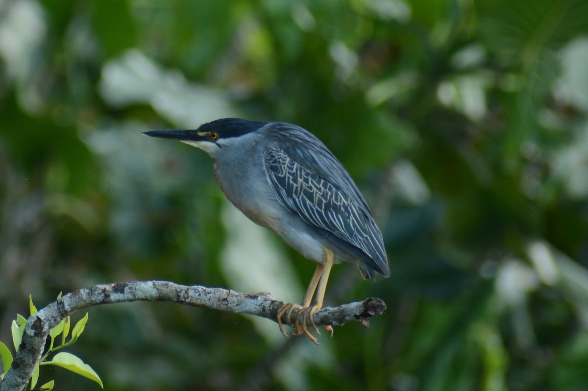 Striated Heron - ML644660769