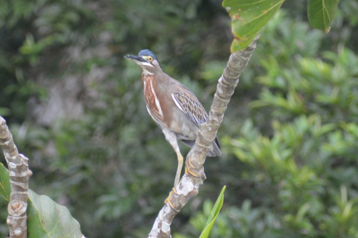 Striated Heron - ML644660771