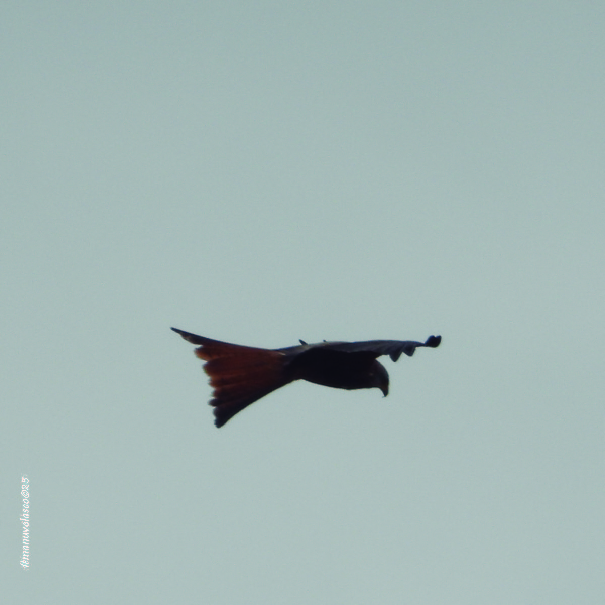 Red Kite - ML644660772