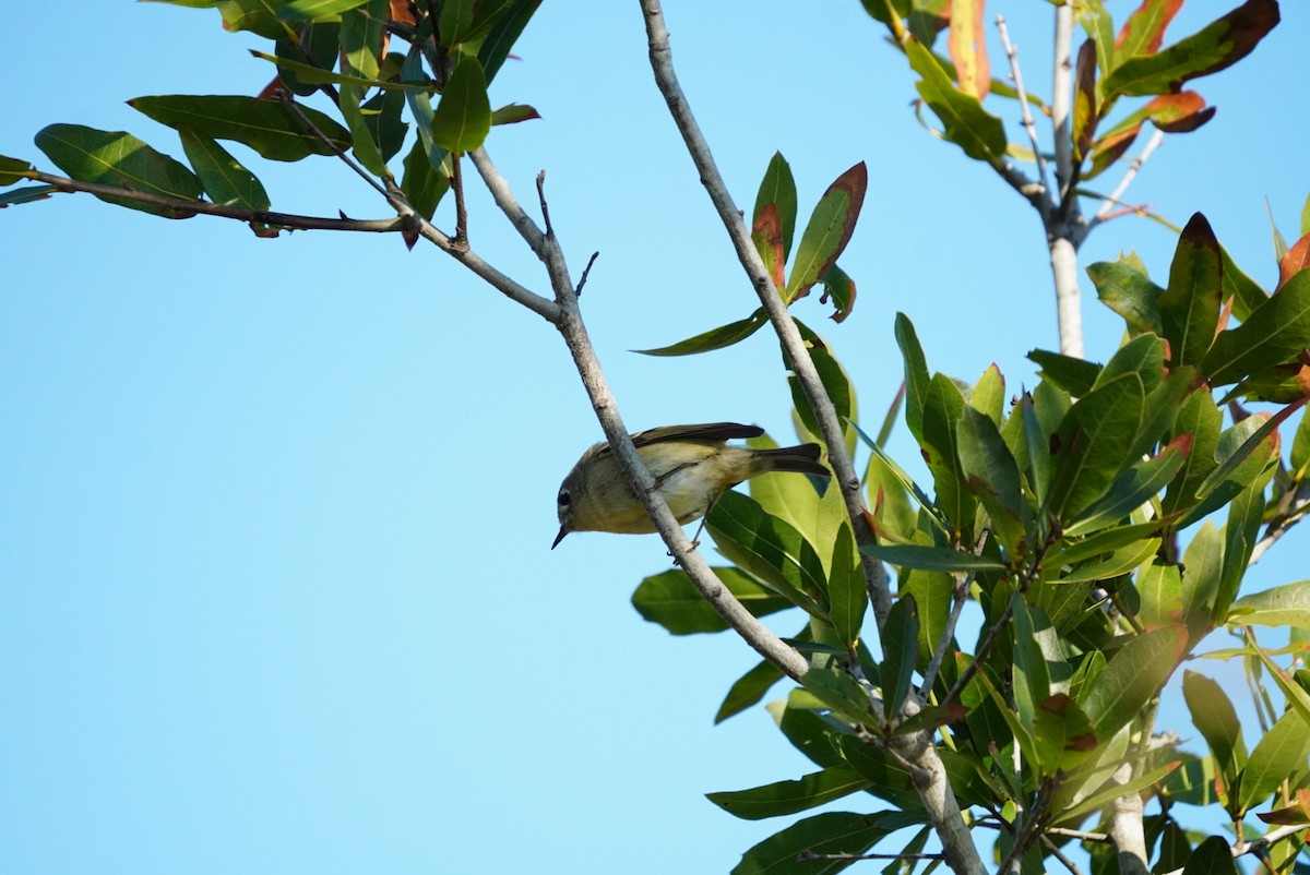 Ruby-crowned Kinglet - ML644660776