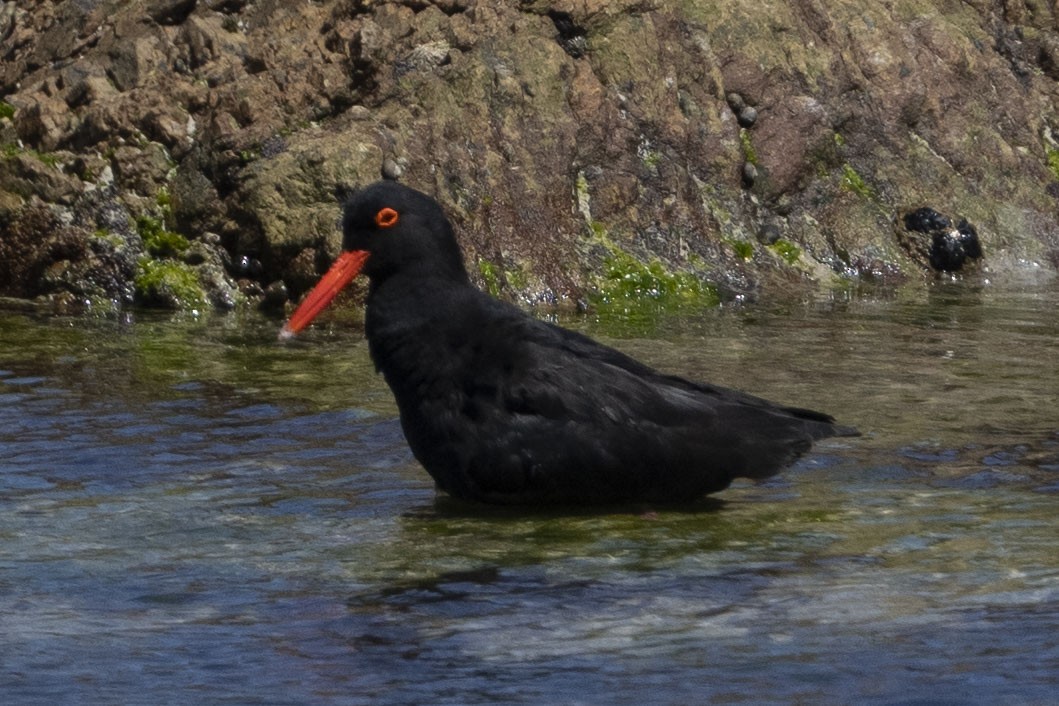 African Oystercatcher - ML644660777