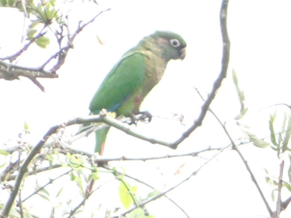 Maroon-bellied Parakeet - ML644660779