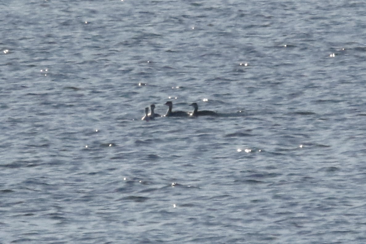 角鸊鷉 - ML644660783