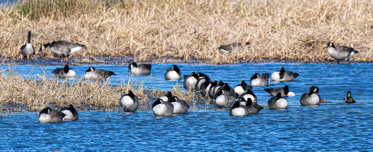 Канад галуу - ML644660786