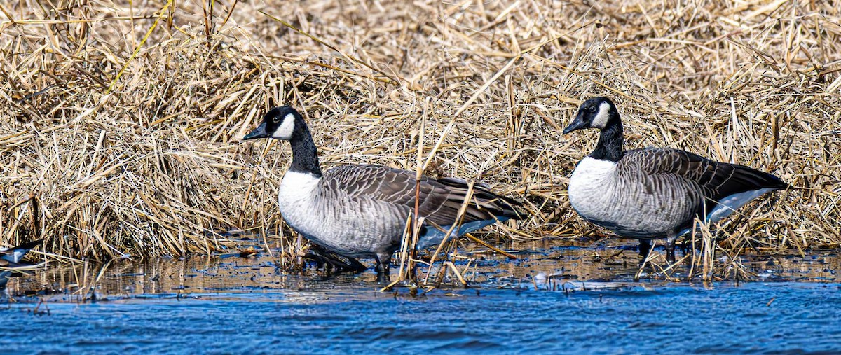 Kanadagans - ML644660787