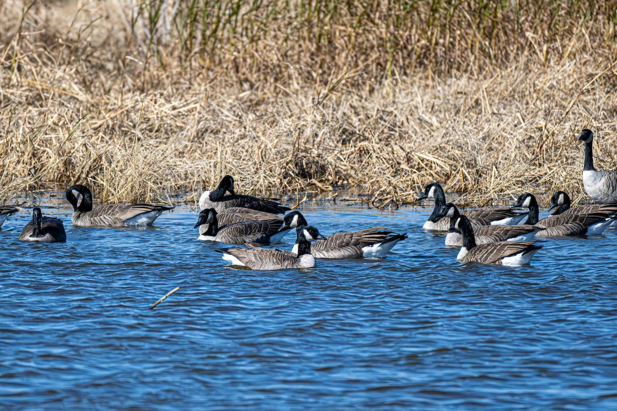 Kanadagans - ML644660788