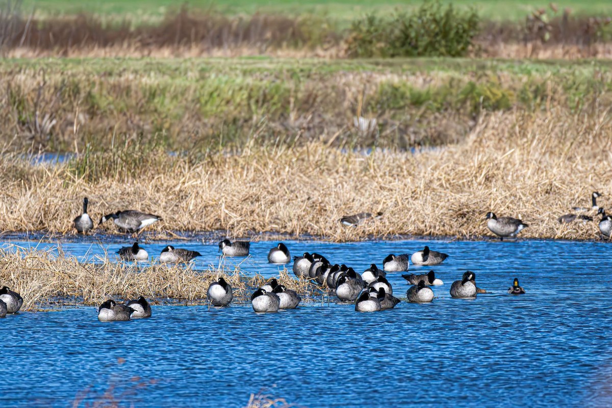 Канад галуу - ML644660789
