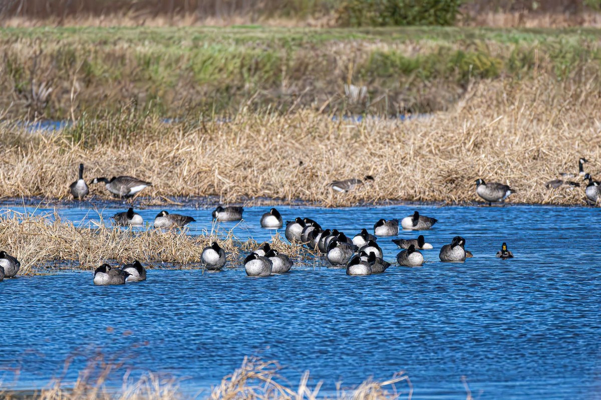 Канад галуу - ML644660790