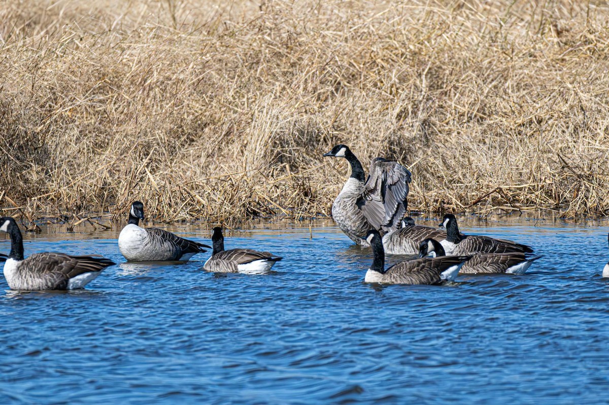 Kanadagans - ML644660791