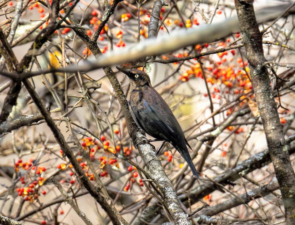 Трупіалець північний - ML644660793