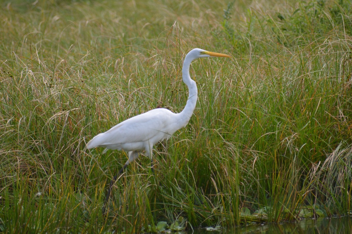 Great Egret - ML644660798