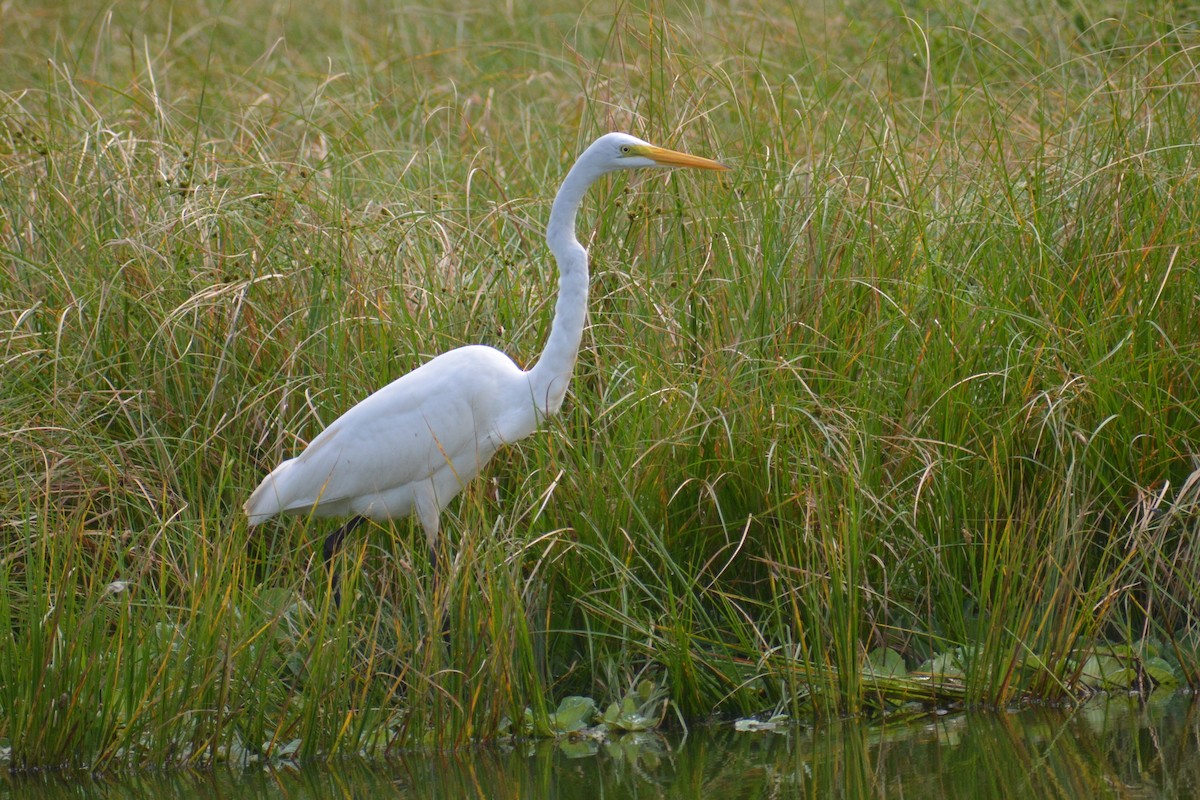 Great Egret - ML644660799