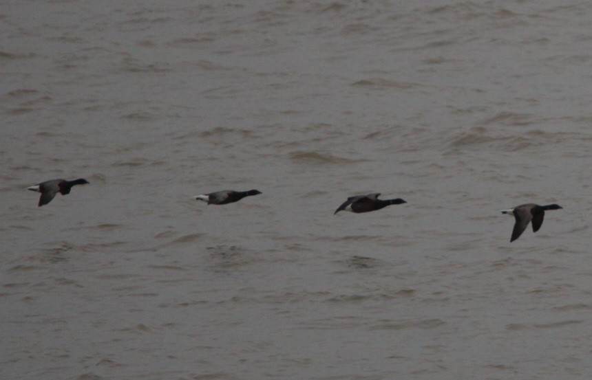 ringgås - ML644660802